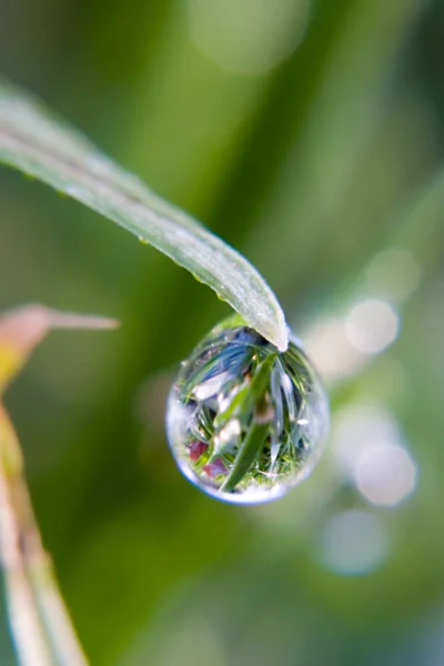 Gotas Orvalho Com Reflexo Talos Grama — Fotografia de Stock