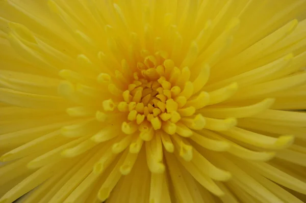 Aster Amarelo Fotografado Com Diopter — Fotografia de Stock