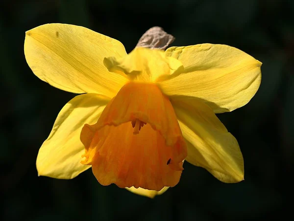 Narciso Petali Fiori Primaverili Flora — Foto Stock