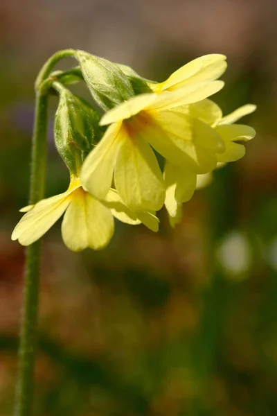Primule Fiori Flora Petali — Foto Stock