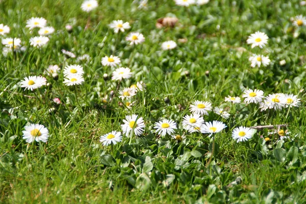 Kwiaty Łąki Flora Polna Trawa — Zdjęcie stockowe