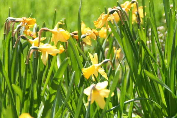 Żonkile Kwiaty Płatki Flora — Zdjęcie stockowe