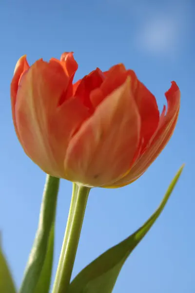 Цветок Тюльпанов Весенняя Флора — стоковое фото