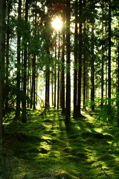 Árvores Verão Floresta Verde — Fotografia de Stock
