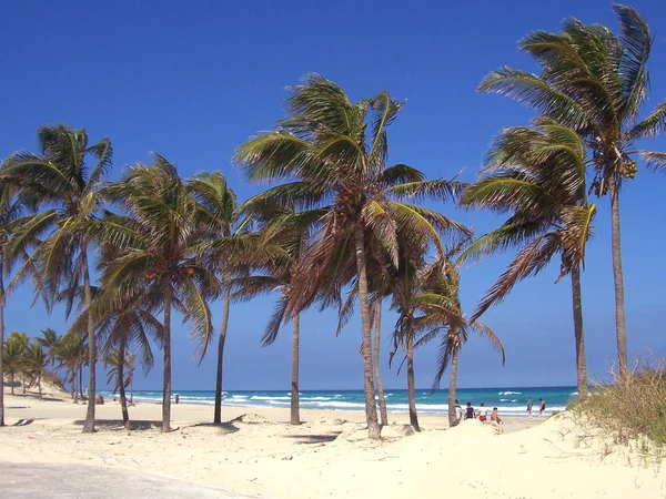 Palmerales Playa Cuba — Foto de Stock