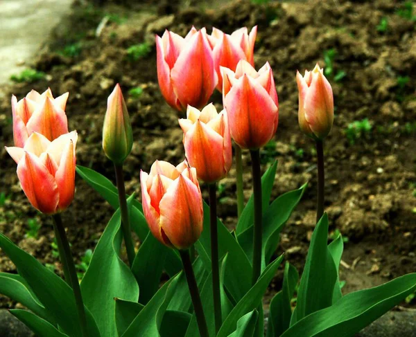 Krásné Tulipány Okvětní Lístky Flóra — Stock fotografie