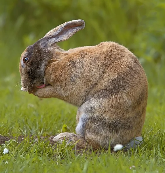 Modalità Ritratto Originale Immagine Tagliata Giù — Foto Stock