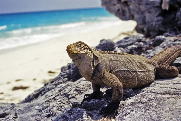 Lagartija Iguana Depredador Animal — Foto de Stock