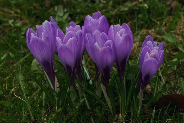 Krokusy Kwitnące Kwiaty Przyrodzie Wiosenna Flora — Zdjęcie stockowe