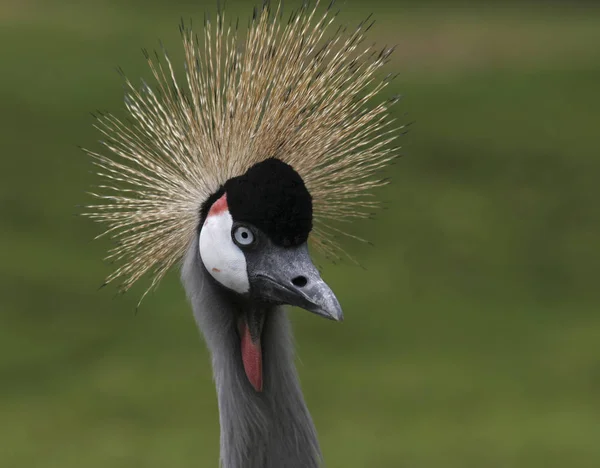 Dankzij Juergen Voor Naam — Stockfoto