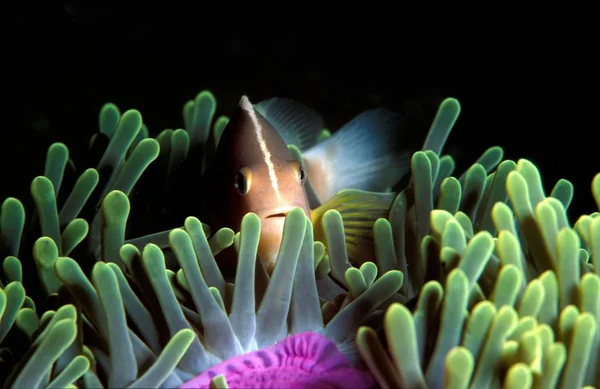 Anemonefish Ära Anemon Indian Ocean Nikon F80 Hugyfot Fall Sigma — Stockfoto