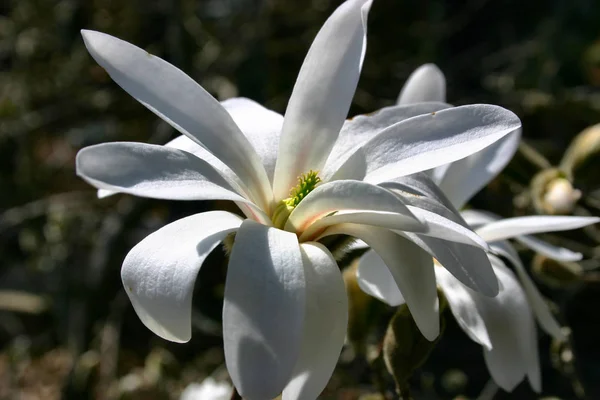 玉兰花盛开 春花花瓣盛开 — 图库照片