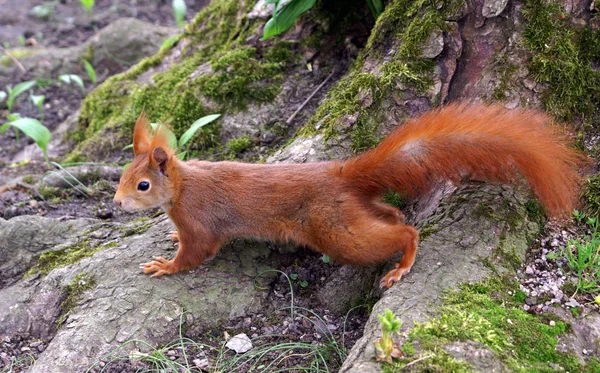 Niedliches Eichhörnchen Lustiges Nagetier — Stockfoto