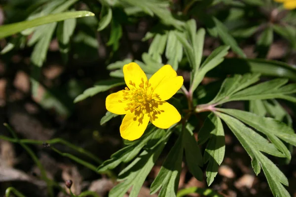 Mooi Botanisch Schot Natuurlijk Behang — Stockfoto