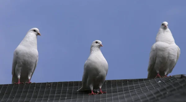 Pombos Telhado — Fotografia de Stock