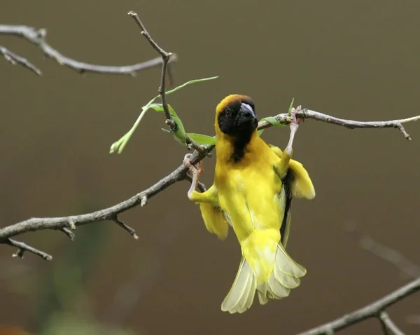 Aussichtsreiche Aussicht Auf Schöne Vögel Der Natur — Stockfoto