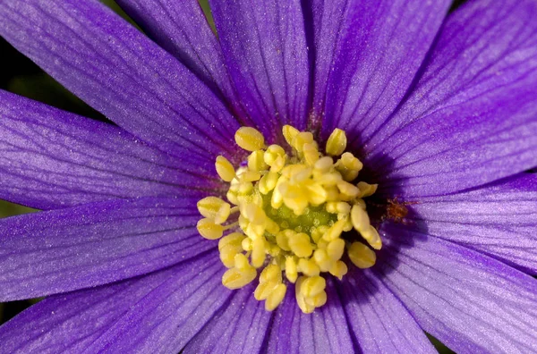 美しい花 花のコンセプトの背景 — ストック写真