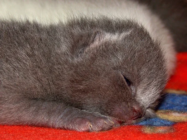 Días Edad Britanico Gato Corto Después Chupar Mientras Que Mamá — Foto de Stock