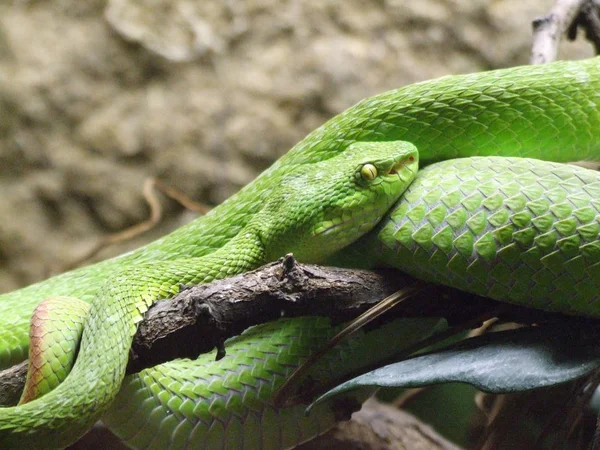 壮大な危険なヘビの風景 — ストック写真