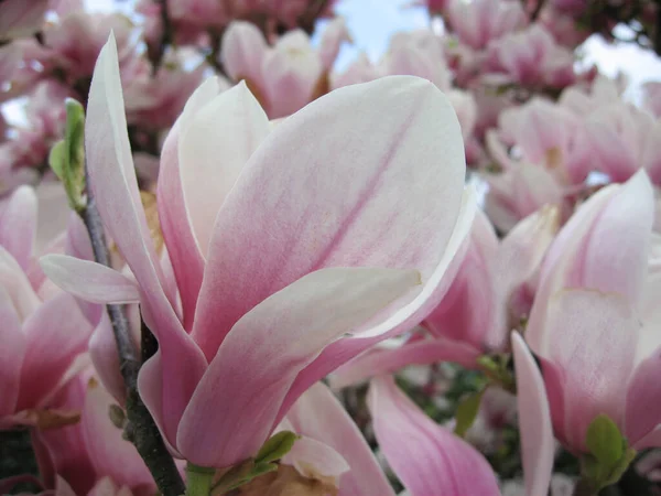 Květy Magnólie Jarní Okvětní Lístky — Stock fotografie