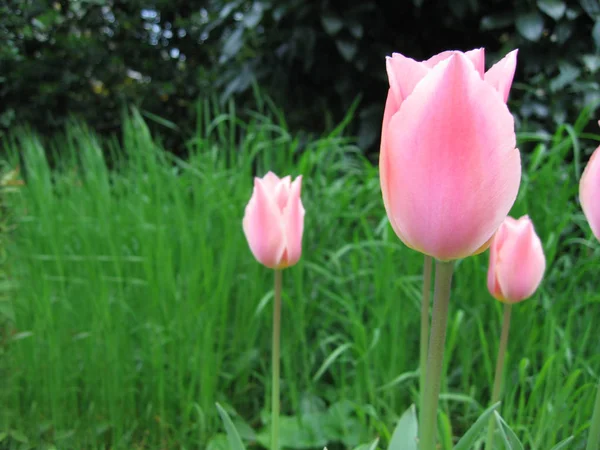 Красивые Весенние Тюльпаны Цветы Флора — стоковое фото