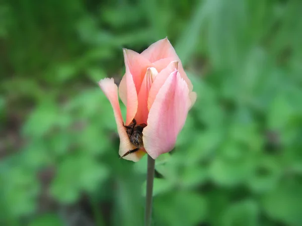Tulip Con Bumblebee —  Fotos de Stock