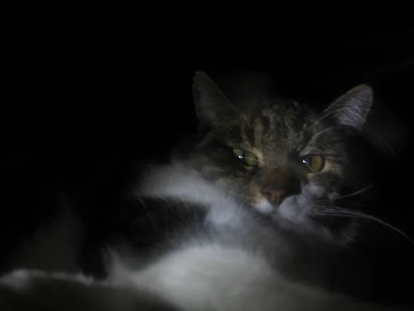 Retrato Lindo Gato — Foto de Stock