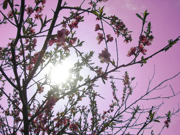 apple blossom trees, flowers petals