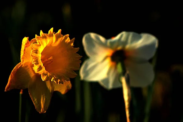 Narcissus Blommor Blomblad — Stockfoto