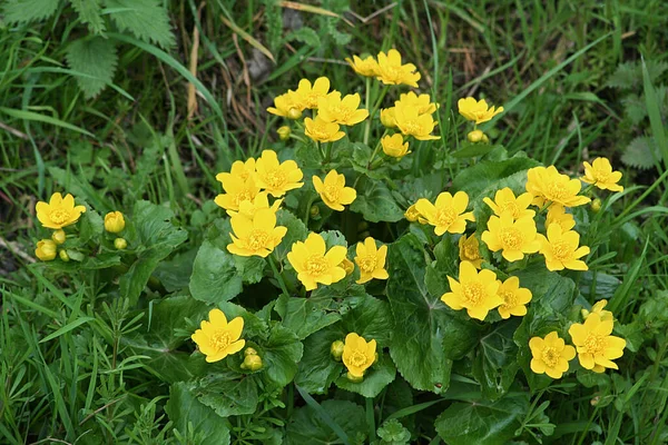 Krásný Botanický Záběr Přírodní Tapety — Stock fotografie