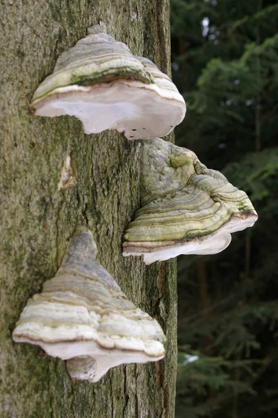 Fungo Tinder Fomes Fomentarius Uma Faia Morta — Fotografia de Stock