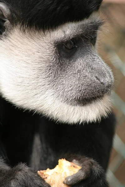 Closeup Animal Zoo — Stock Photo, Image