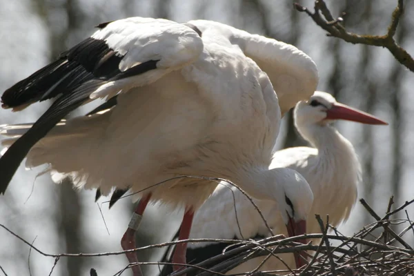 Aufgenommen Mit Zustimmung Des Zoo Salzburg — Stockfoto