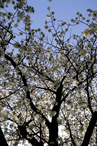 Bahar Çiçekleri Ağaçta Kiraz Çiçekleri — Stok fotoğraf