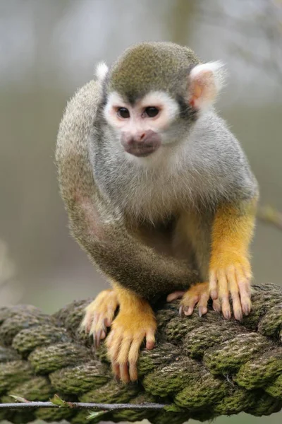 Scimmia Scimmia Animale Primate — Foto Stock