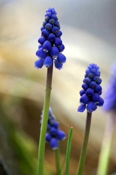 Hyacintové Květiny Flóra Botanika — Stock fotografie