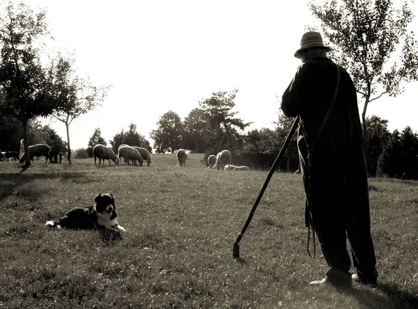 Пастух Собака Стадо — стокове фото