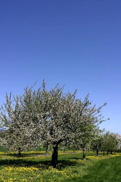 Όμορφη Βοτανική Βολή Φυσική Ταπετσαρία — Φωτογραφία Αρχείου