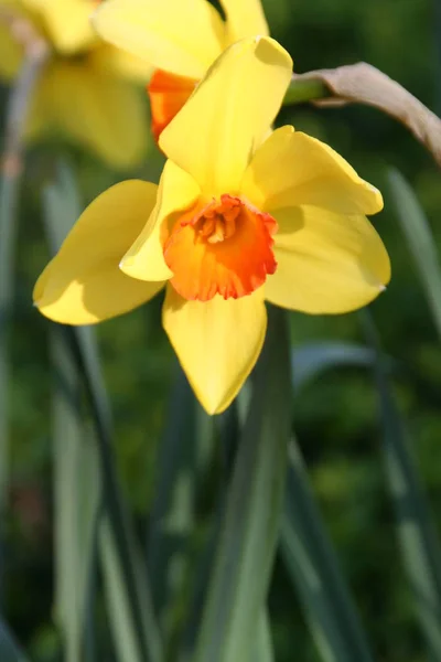 Fiore Primaverile Bellissimo Narciso — Foto Stock