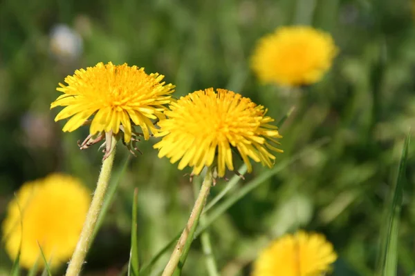 Amarelo Dandelion Verão Flor — Fotografia de Stock