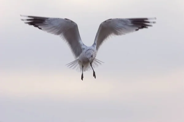 Een Meeuw Met Uitgestrekte Vleugels — Stockfoto