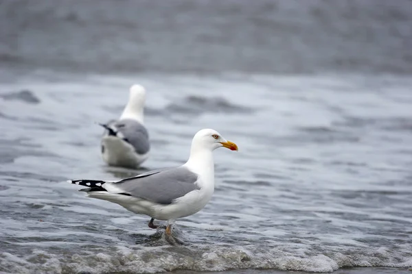 Malerischer Blick Auf Schöne Süße Möwe Vogel — Stockfoto