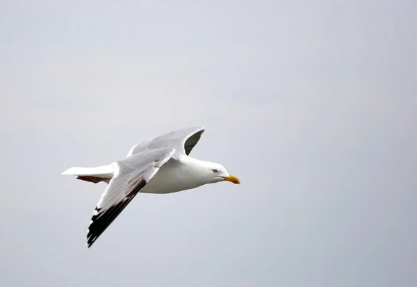 Bird Theme Picturesque Shot — Stock Photo, Image