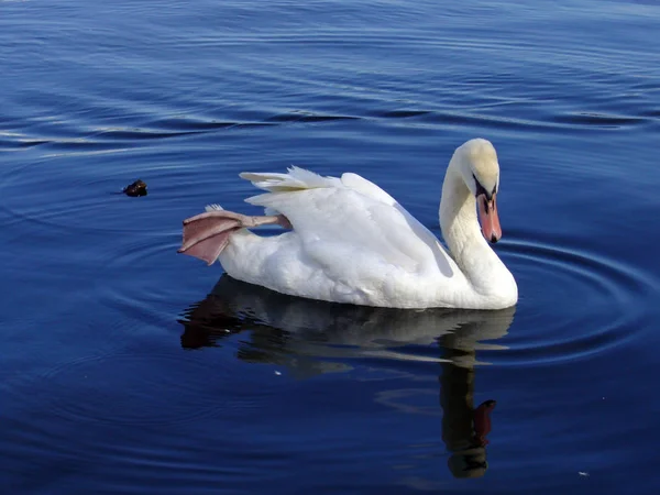 Vista Panorámica Los Cisnes Majestuosos Naturaleza — Foto de Stock