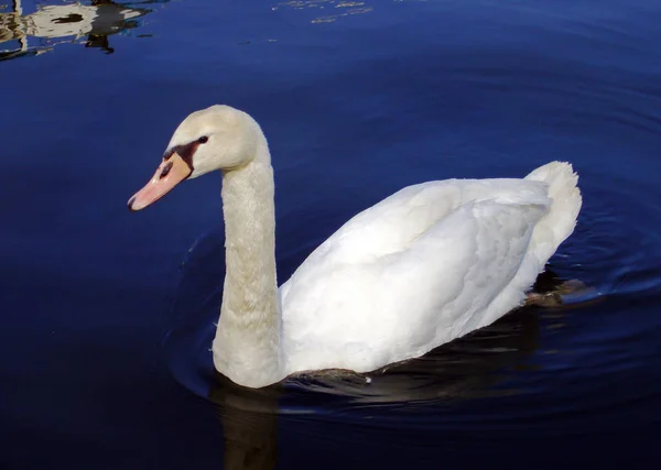 Vista Panorámica Los Cisnes Majestuosos Naturaleza —  Fotos de Stock