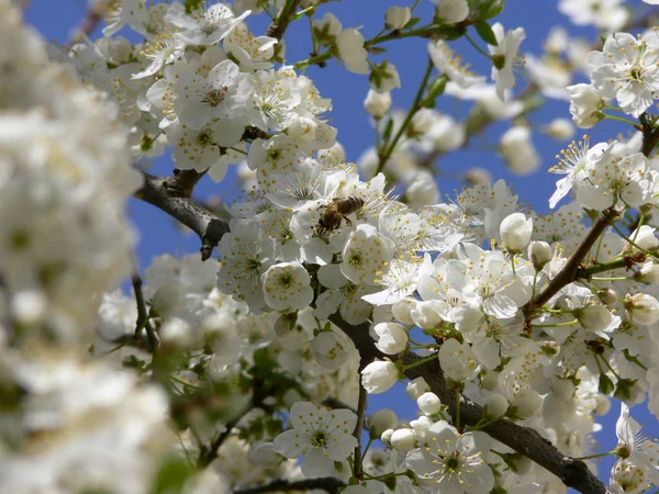 Wild Mirabelle Show Πιο Όμορφο Ανοιξιάτικο Φόρεμα — Φωτογραφία Αρχείου