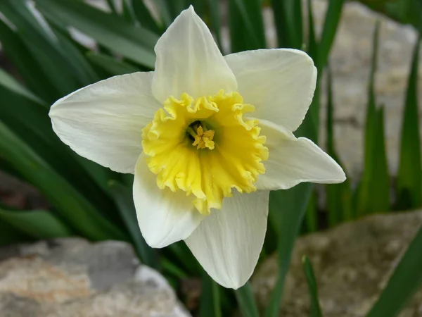 Fleurs Jaunes Printemps Pétales Narcisse — Photo