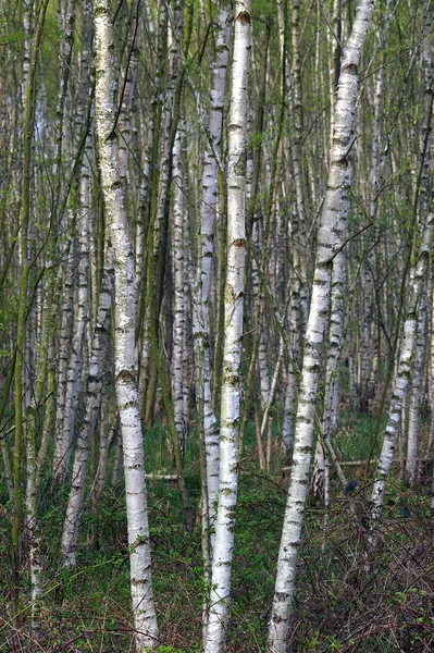 Kmen Břízy Kůra — Stock fotografie