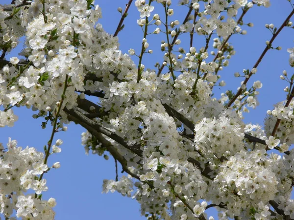 ミラベルの木の花 — ストック写真