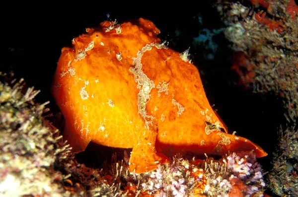 Red Frogfish Océano Índico Nikon F80 Hugyfot Housing Nikon 105 — Foto de Stock